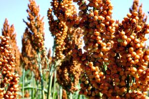 Sorgo