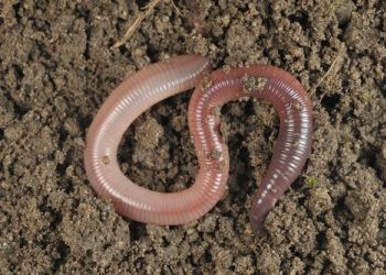 LAS LOMBRICES DE TIERRA AYUDAN A LOS PEQUEÑOS PRODUCTORES A AUMENTAR EL RENDIMIENTO DE LOS CULTIVOS